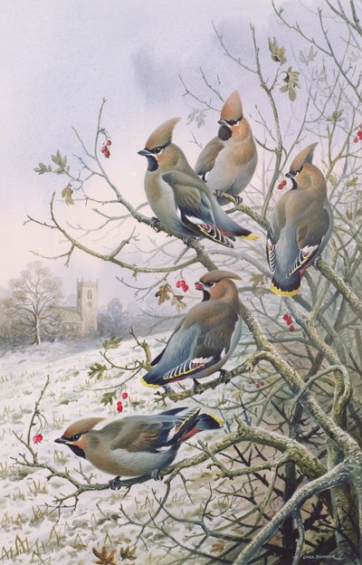 Ampelis europeos de Carl Donner