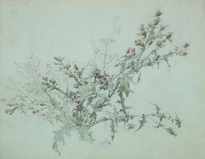 Estudio de un cardo en flor, 1846 de Carl Georg Anton Graeb
