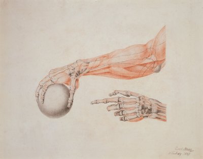 Manos anatómicas, 1837 de Carl Haag
