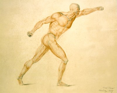 Musculatura anatómica de un hombre en estiramiento completo de Carl Haag