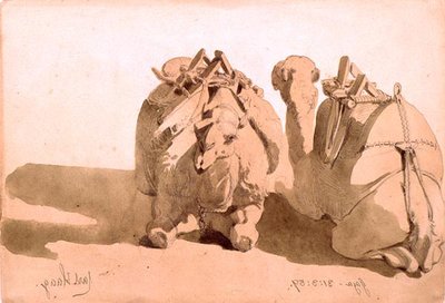 Estudio de camellos de Carl Haag