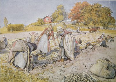 Cosechando patatas de Carl Larsson