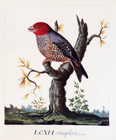 Loxia erythrocephala (Amadina erythrocephala), Pinzón cabecirrojo, acuarela de Carl Linnaeus