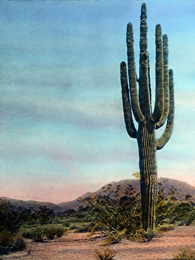 Estados Unidos de América, Arizona, Cactus gigante en el desierto de Sonora, fecha de la imagen: hacia 1920. Archivo Carl Simon de Carl Simon