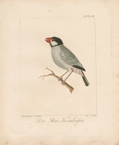  de Carl Wilhelm Hahn