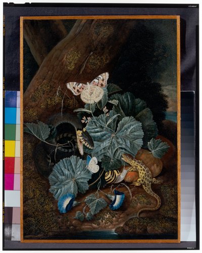 Bodegón en el bosque con caracoles, serpientes, lagartos y mariposas de Carl Wilhelm de Hamilton