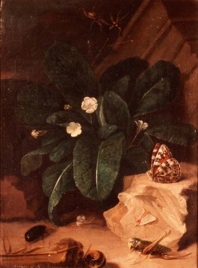 Naturaleza muerta con prímulas e insectos de Carl Wilhelm de Hamilton