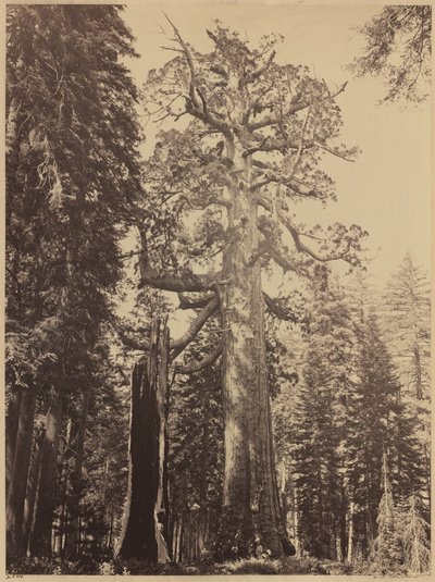 Gigante Grizzly, Bosque Mariposa de Carleton E. Watkins