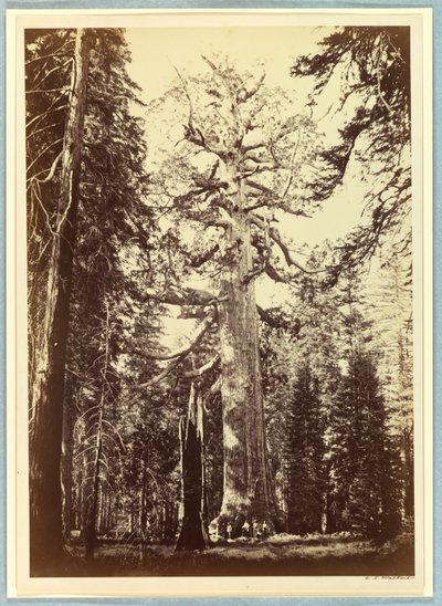 El Gigante Grizzly, Mariposa Grove, Yosemite de Carleton E. Watkins