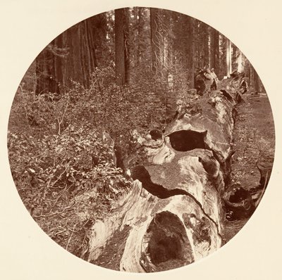 Auld Reckie - C. Grove, ca. 1878 de Carleton Emmons Watkins