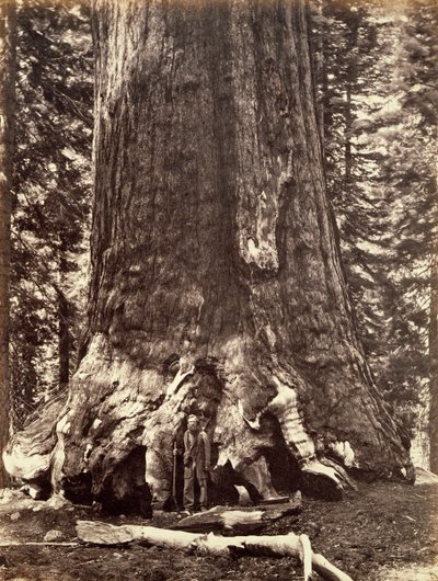 Base del Gigante Grizzly, árbol de Secuoya Gigante, Yosemite, California, 1868 de Carleton Emmons Watkins