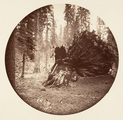 Ala de águila - Calaveras Grove, ca. 1878 de Carleton Emmons Watkins