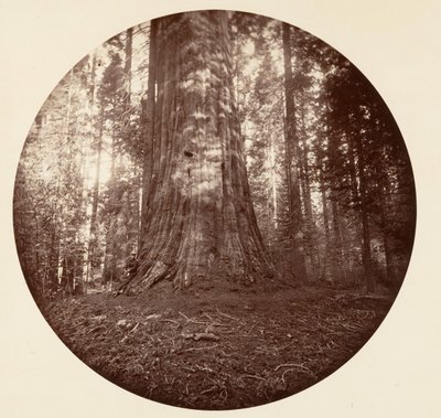 Empire State. C. Grove, ca. 1878 de Carleton Emmons Watkins