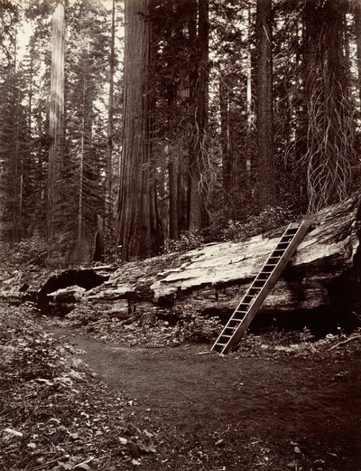 Padre del Bosque de Carleton Emmons Watkins