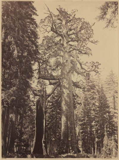 Gigante Grizzly, Mariposa Grove,1861 (foto) de Carleton Emmons Watkins