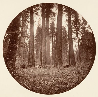 James King of William. Keyston State etc. Calaveras Grove, ca. 1878 de Carleton Emmons Watkins