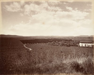 Viñedo del Lago y Huerto de Naranjos, Los Ángeles, 1876 de Carleton Emmons Watkins