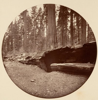 Mammoth Three Grove Hotel, Calaveras Co, California de Carleton Emmons Watkins