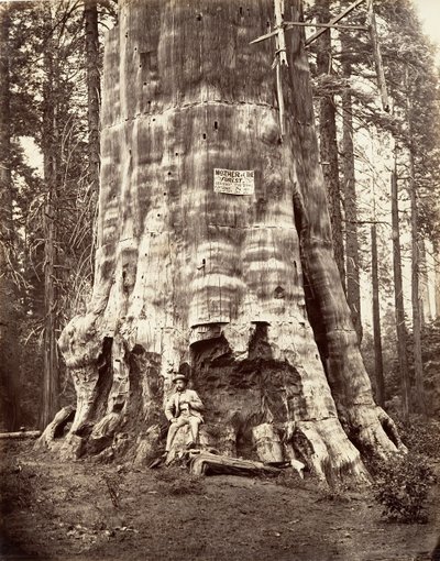 Madre del Bosque de Carleton Emmons Watkins