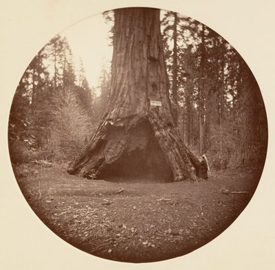 Cabaña de Pioneros - Calaveras Grove, ca. 1878 de Carleton Emmons Watkins
