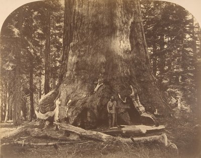 Sección del Gigante Grisly, Mariposa Grove, 1861 de Carleton Emmons Watkins