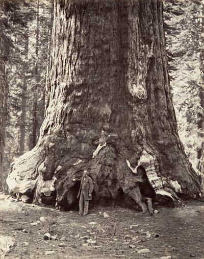 Sección del Gigante Grizzly, circunferencia de 101 pies, 1865-66 de Carleton Emmons Watkins