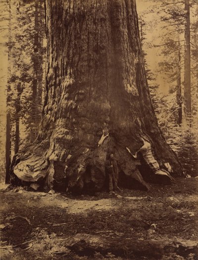 Sección del Gigante Grizzly con Galen Clark, Mariposa Grove, Yosemite, 1865-66 de Carleton Emmons Watkins