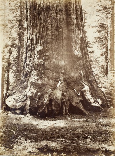 Sección del Gigante Grizzly con Galen Clark, Mariposa Grove, Yosemite de Carleton E. Watkins