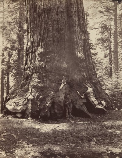 Sección del Grizzly Giant con Galen Clark, Mariposa Grove, Yosemite, 1865-66, impreso ca. 1876 de Carleton Emmons Watkins