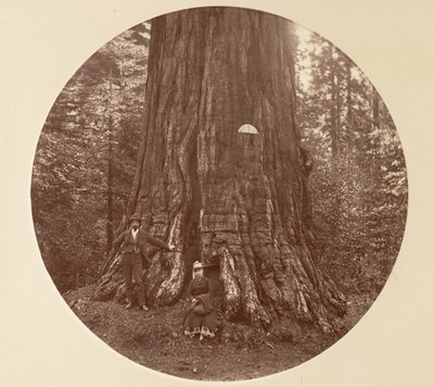 El Empire State - C. Grove de Carleton Emmons Watkins