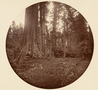 El padre del bosque - C. Grove de Carleton Emmons Watkins
