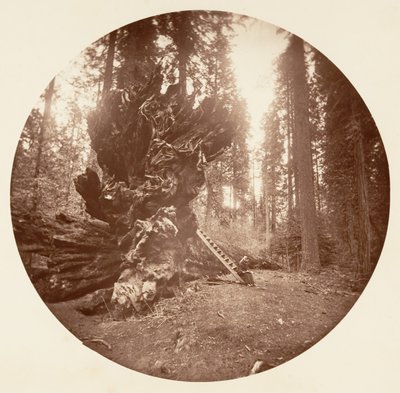 El padre del bosque - El lado del caballo. Calaveras Grove de Carleton Emmons Watkins