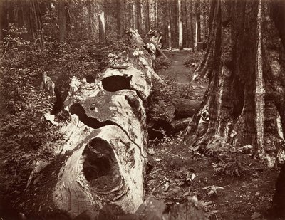El Padre del Bosque, circunferencia de 112 pies, Calaveras Grove, 1865-66, impreso ca. 1876 de Carleton Emmons Watkins