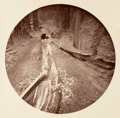 El padre del bosque, 450 pies de largo de Carleton Emmons Watkins