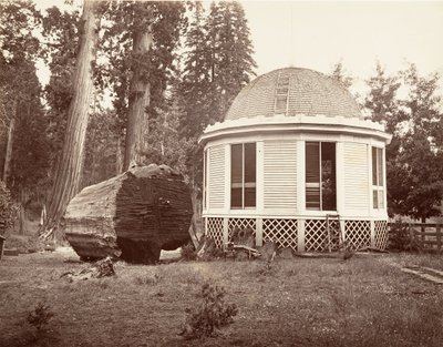 La casa construida sobre el tocón de un gran árbol, 1865-66, impreso ca. 1876 de Carleton Emmons Watkins