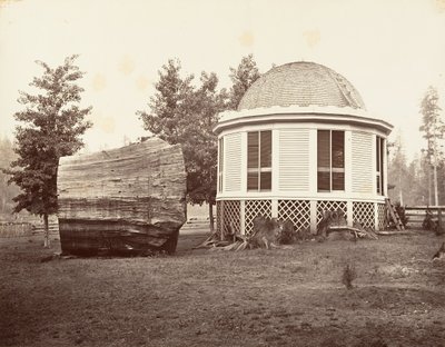 La casa sobre un tocón de un gran árbol de Carleton Emmons Watkins