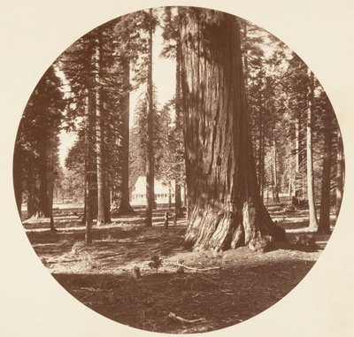 El Hotel Mammoth Grove desde el Grove - Calaveras, ca. 1878 de Carleton Emmons Watkins