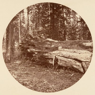 La cabaña de los mineros - Calaveras Grove, ca. 1878 de Carleton Emmons Watkins