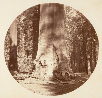 La madre del bosque - Calaveras Grove de Carleton Emmons Watkins