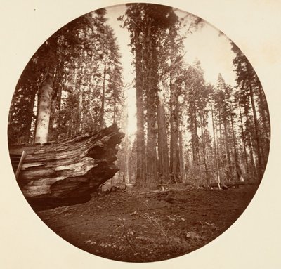 La Madre del Bosque del Padre del Bosque - Calavaras Grove de Carleton Emmons Watkins