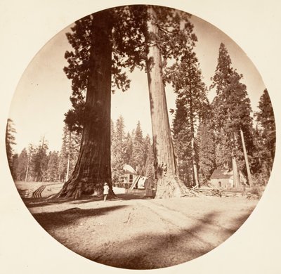 Los centinelas - Calaveras Grove de Carleton Emmons Watkins