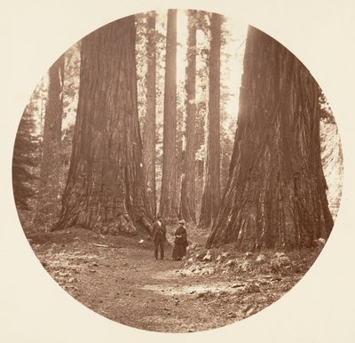 Las Tres Gracias Vistas a Través del Bosque de Bryant y Seward Calaveras, ca. 1878 de Carleton Emmons Watkins