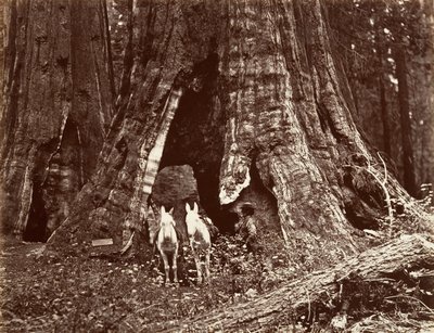 El trípode, circunferencia de 94 pies, 1865-66, impreso ca. 1876 de Carleton Emmons Watkins