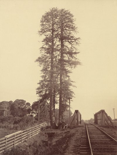 Secuoyas gemelas, Palo Alto, 1870 de Carleton Emmons Watkins