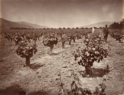Viñedo del Rancho Camulos, 1876, impreso ca. 1876 de Carleton Emmons Watkins