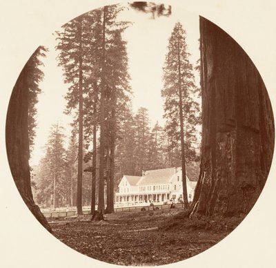 W. C. Bryant - Calaveras Grove, ca. 1878 de Carleton Emmons Watkins