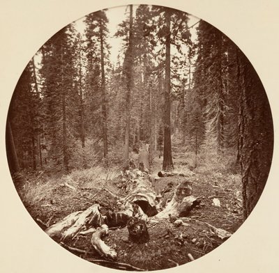 [Parque Nacional de Yosemite, California], ca. 1878 de Carleton Emmons Watkins