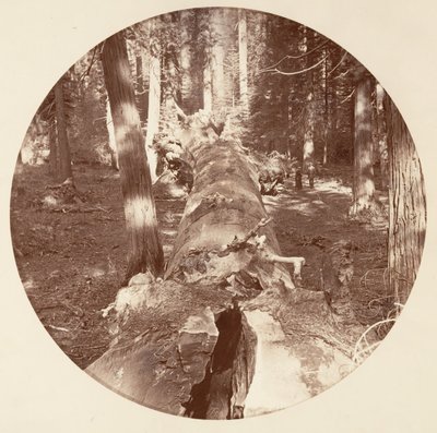 [Parque Nacional de Yosemite, California], ca. 1878 de Carleton Emmons Watkins