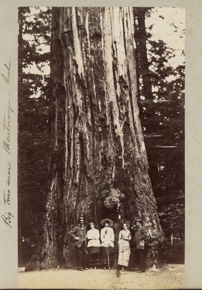 Grandes árboles cerca de Monteray [sic] - Cal. de Carleton Watkins