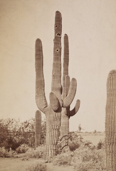 [Cactus] de Carleton Watkins
